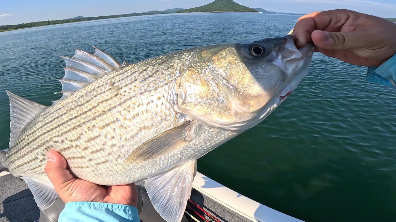 Greers Ferry Lake Fishing