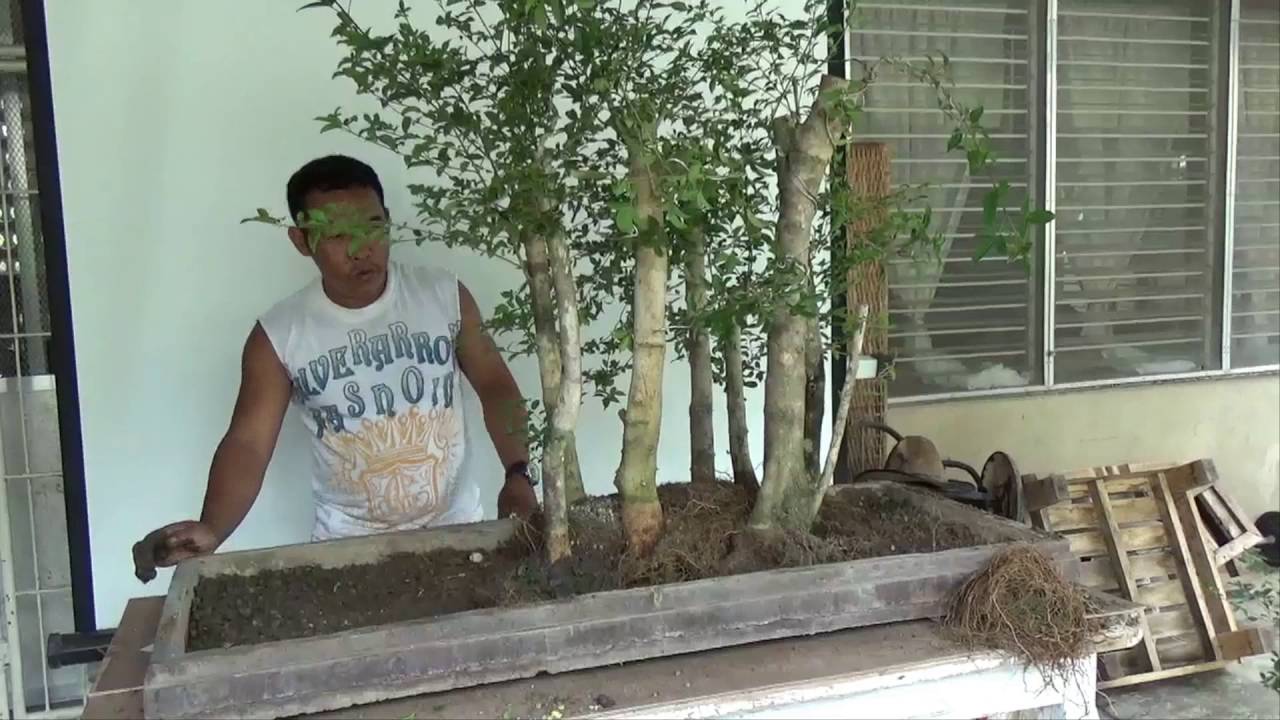 Bonsai Tutorials for Beginners: How to Plant Forest Group Planting