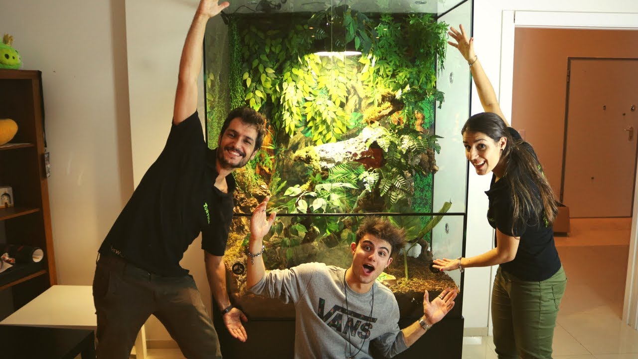 MONTAGEM DO TERRÁRIO DAS IGUANAS DO WINDOH !