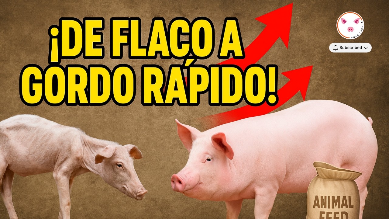 🐖💰 RACI&Oacute;N ECON&Oacute;MICA para ENGORDAR CERDOS R&Aacute;PIDO | Alimentaci&oacute;n Alternativa que FUNCIONA