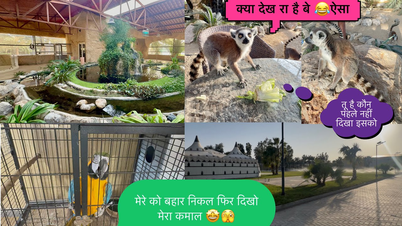 तोता 🦜 दिख रहा है पर डर उससे ज़्यादा भाई काटने को आता हैं mdarbold