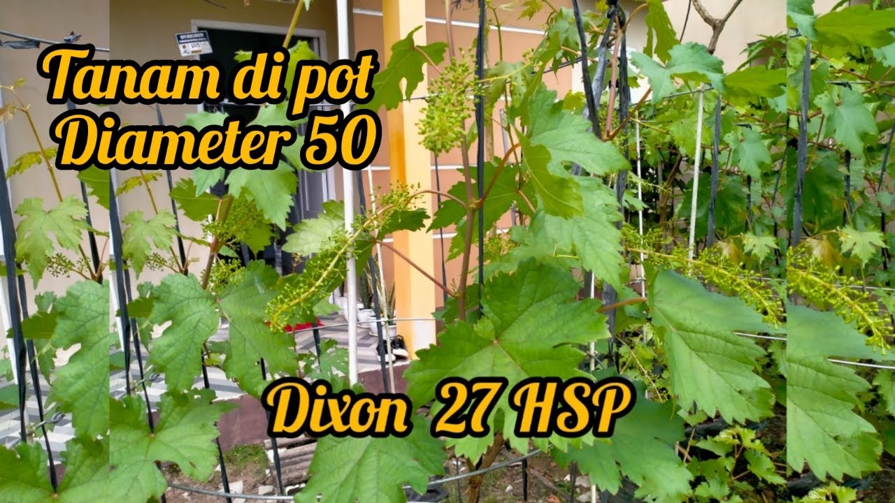 Tabulampot Anggur Dixon