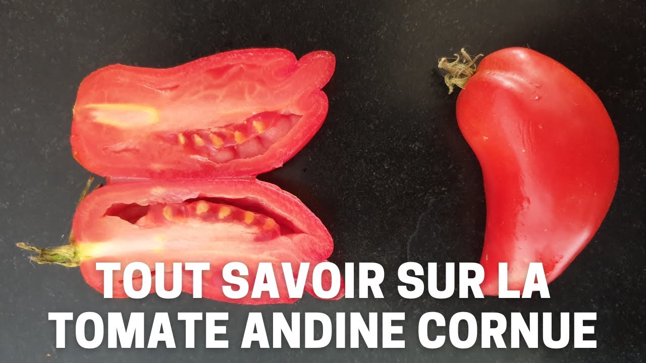 Tout savoir sur la tomate Andine Cornue