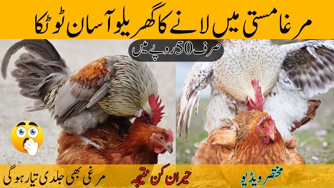 The rooster is not crossing the cross what to do | Method to bring the hen to heat | Rooster bree...