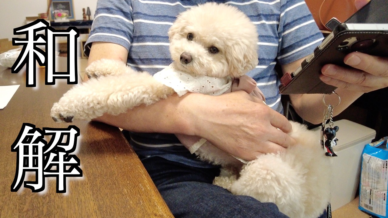 初めて実家に行ったら怖いジィジと妹犬が和解しました！【トイプードル】
