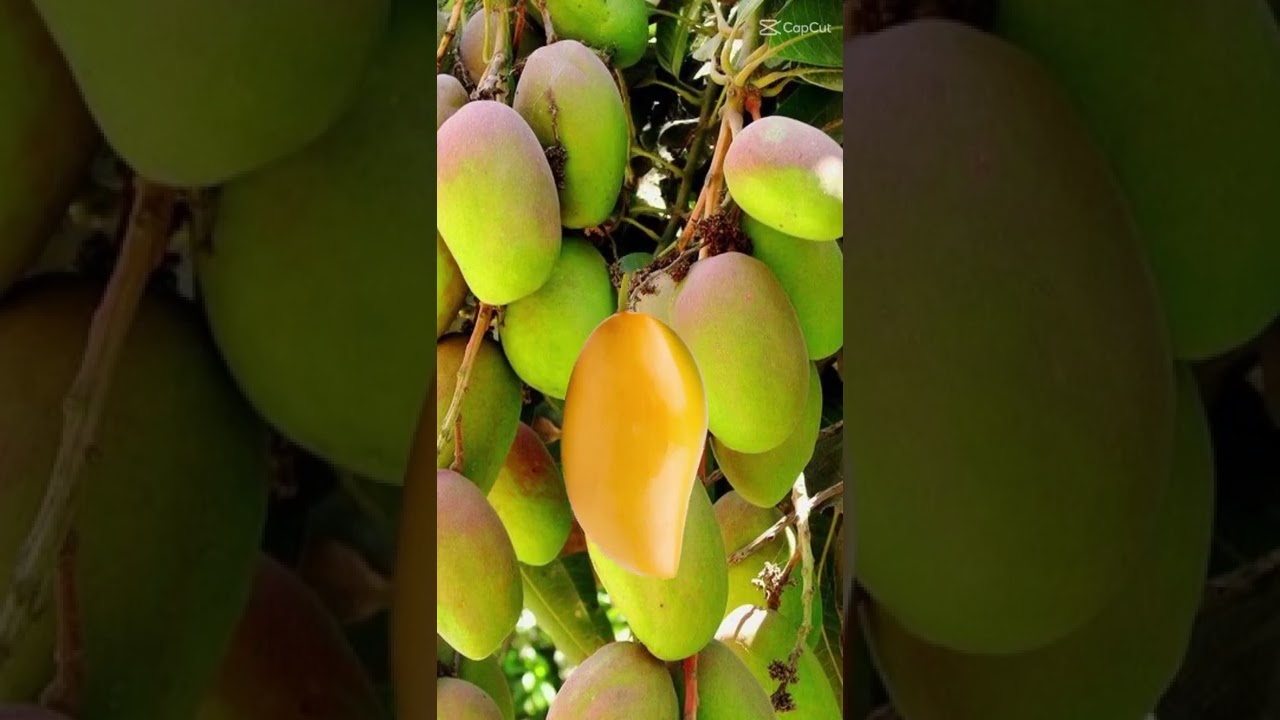 Canada Mango#asmr #satisfying #viral #short