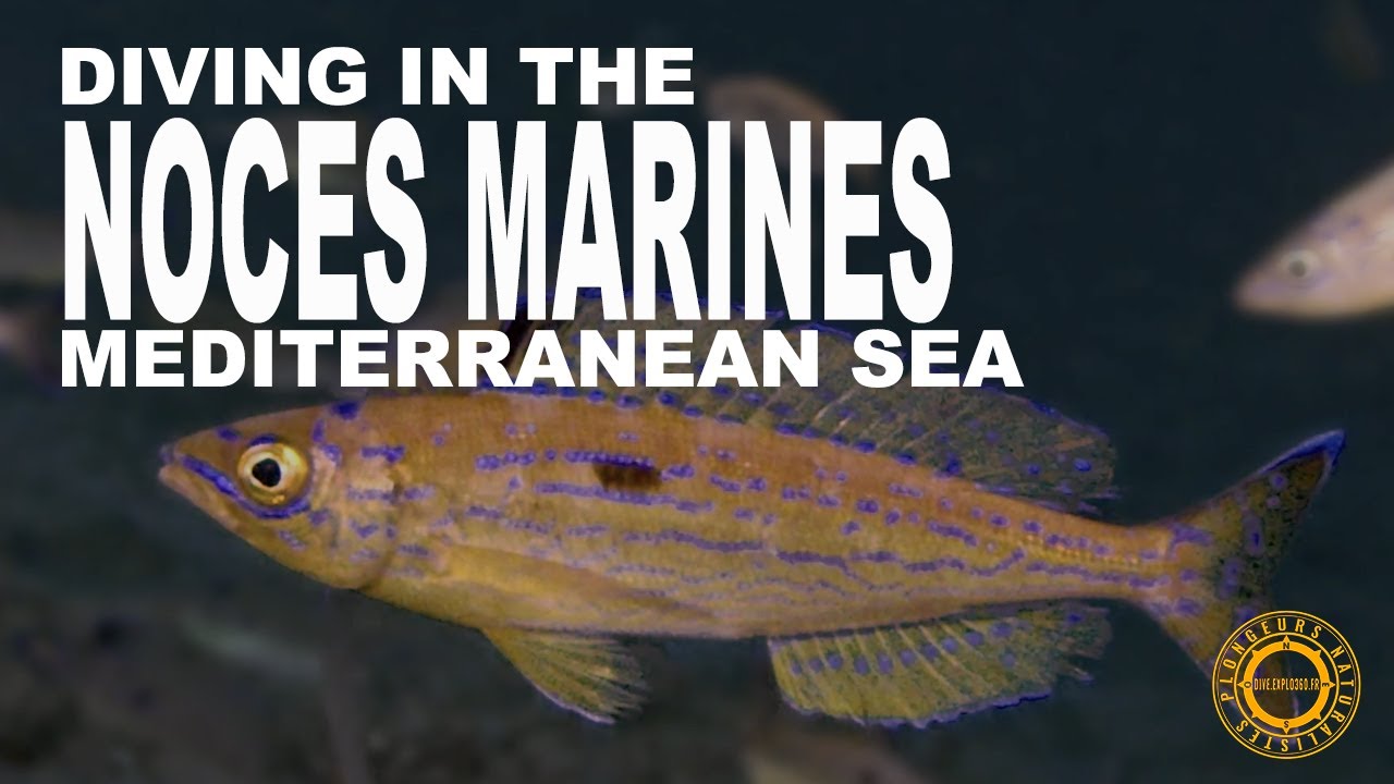 Plongée sur un tombant : Noces marines, juillet 2025 #diveExplo360