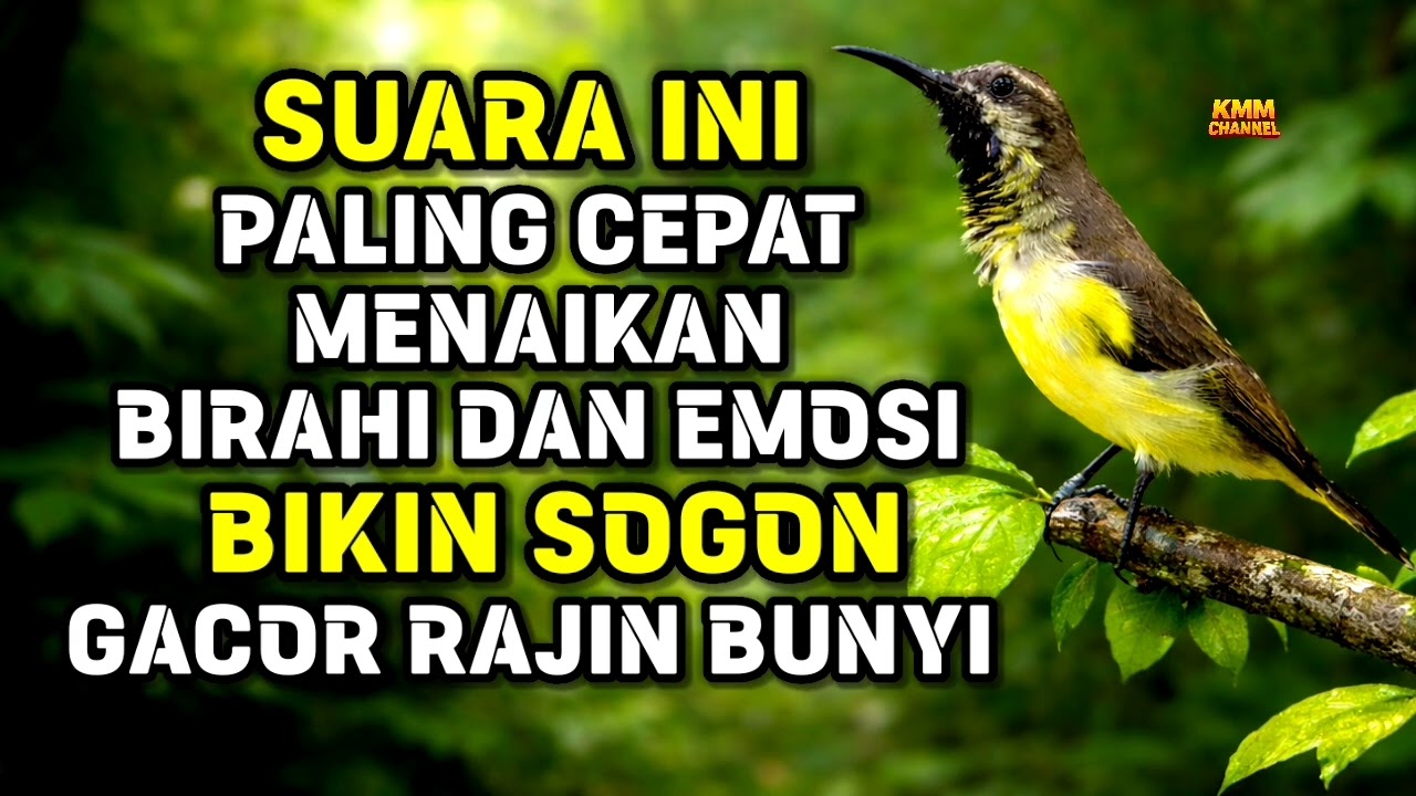 Ngobra ngeriwik manggil lawan‼️ Pancingan sogon agar bunyi gacor