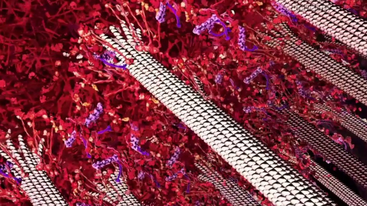 Kinetochore and Mitosis (2014) Drew Berry wehi.tv