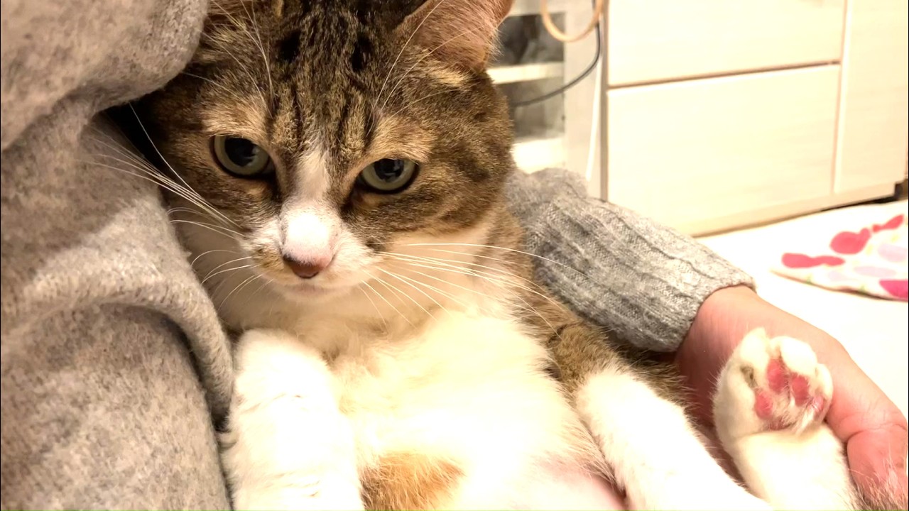 これから顎を洗われる猫