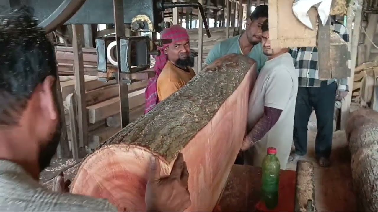 মেহগনি কাঠ পাল্লার জন্য কাটা হচ্ছে #wood #woodworking 