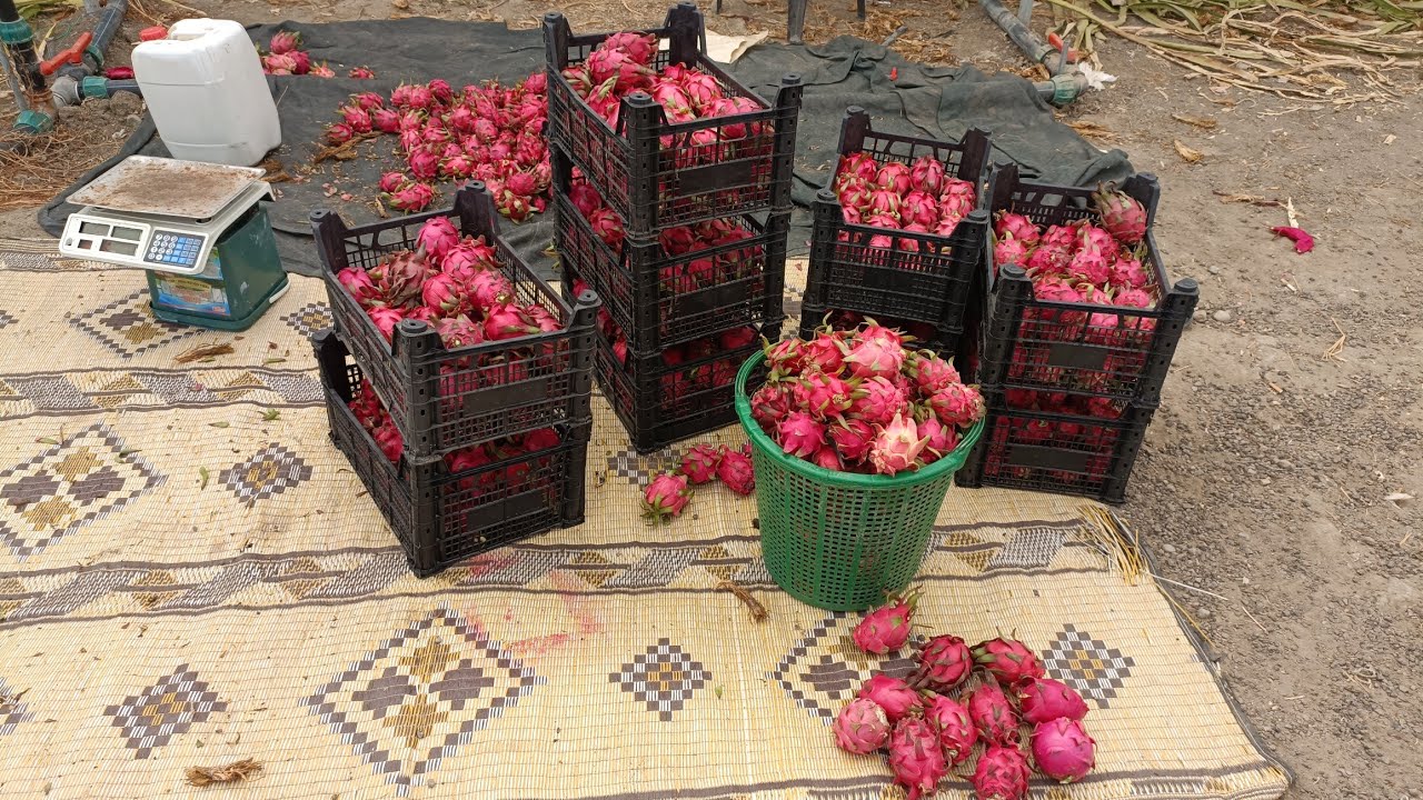 Ejder Meyvesi Adana - Meyve Sezonu Sonu Fidan Bakımı