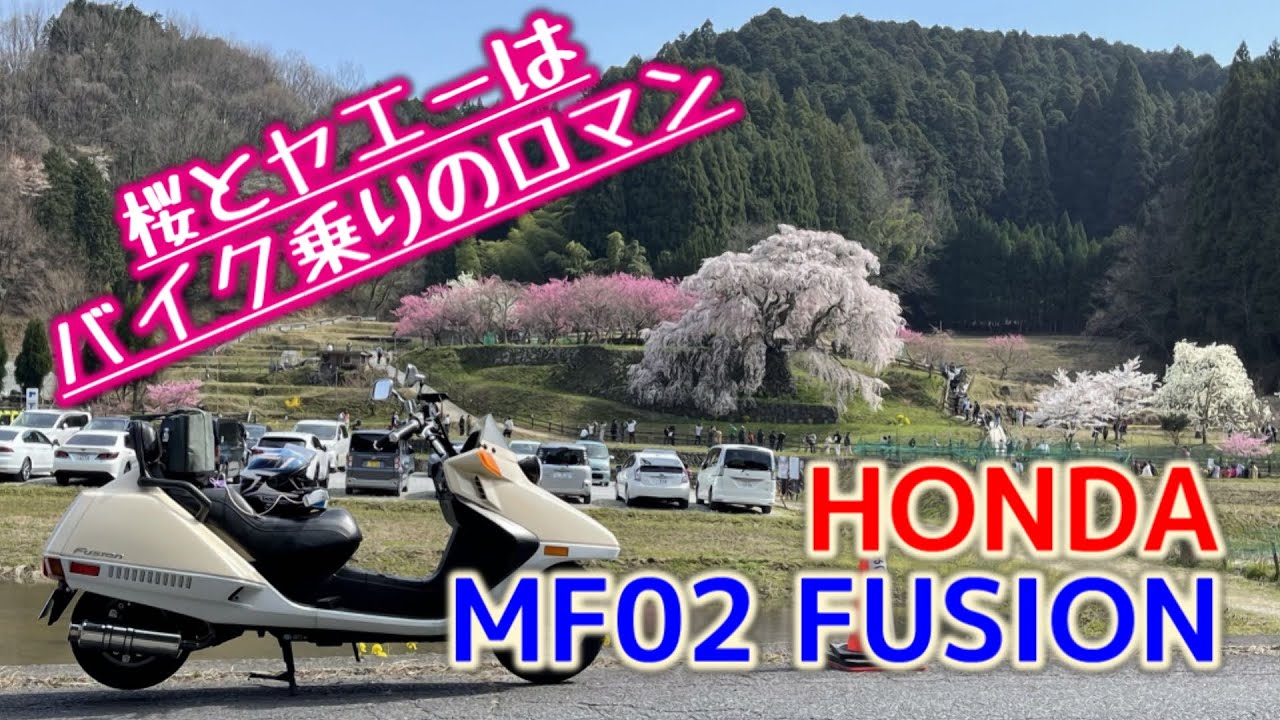 【モトブログ】フュージョンで行く、春の桜めぐりツーリング！【MF02 FUSION】