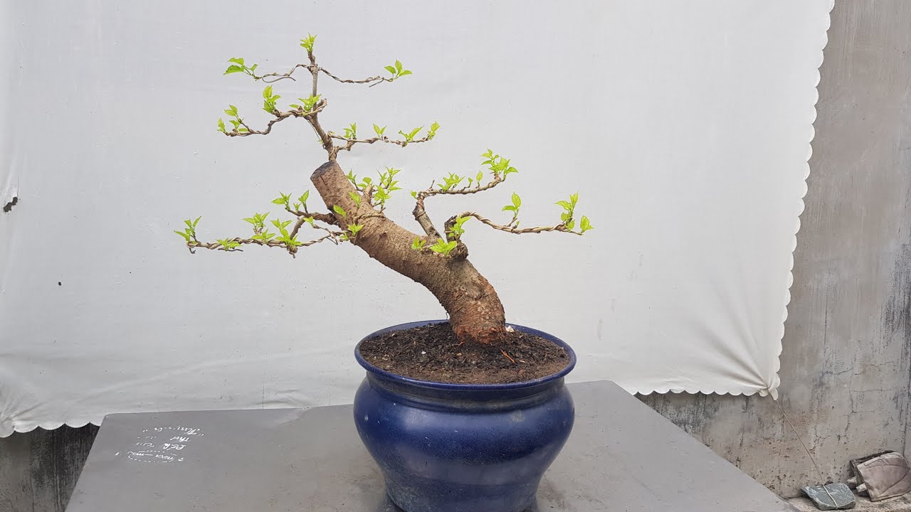 completed mulberry bonsai work lying on its side | bonsai dâu tằm dáng siêu