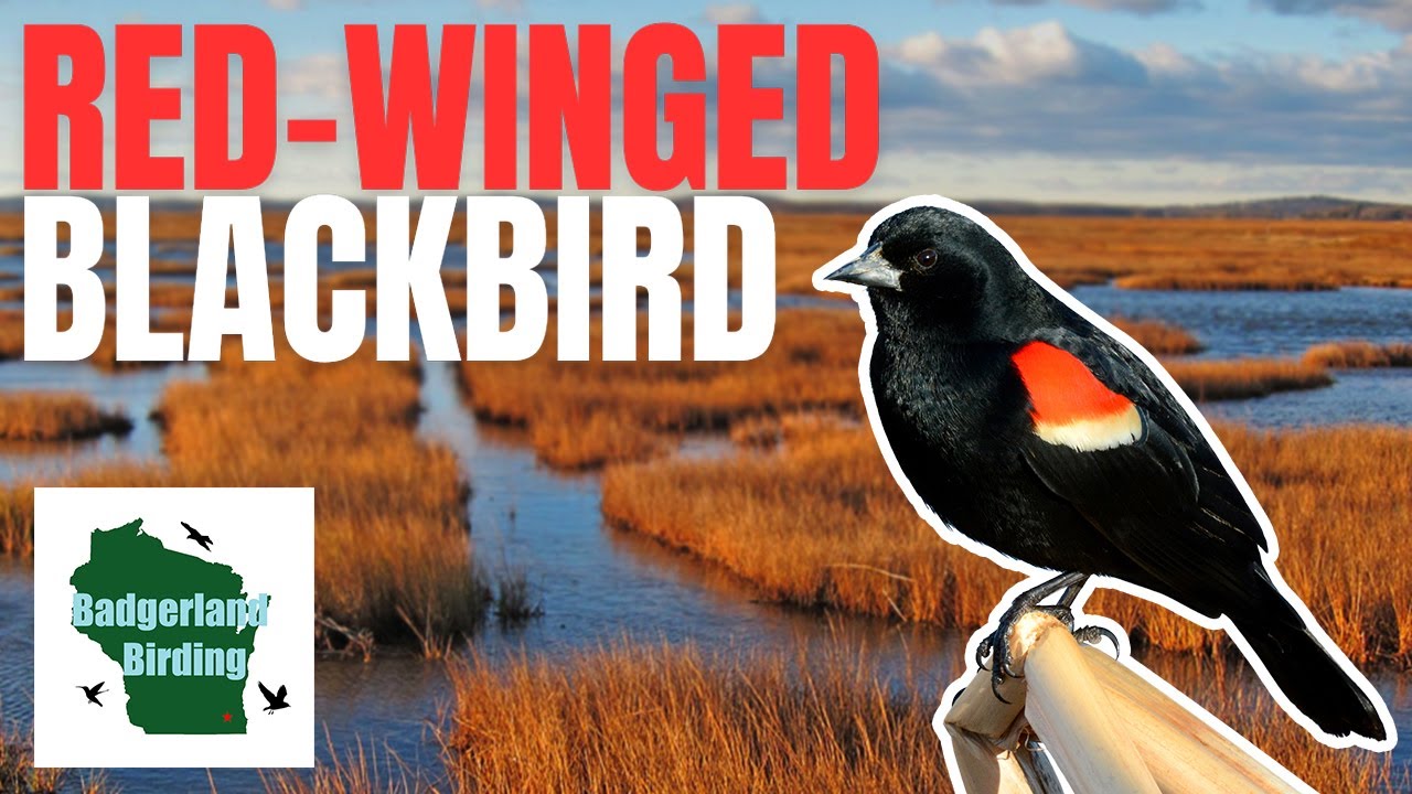 Red-winged Blackbird: Song/Call and Everything You Need To Know!