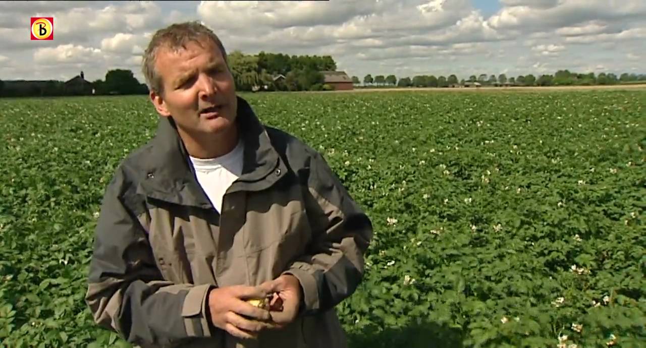 Aardappelen van streek, oogst in gevaar