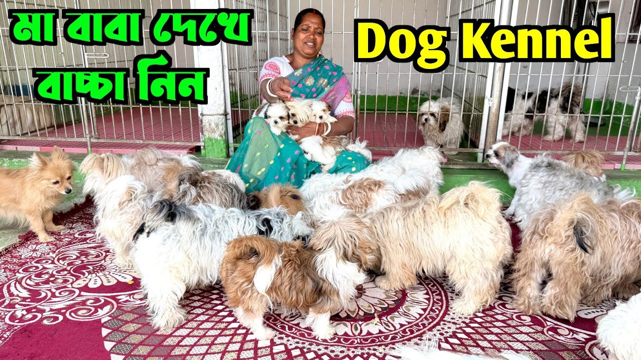 Lhasa Apso & Shih Tzu Puppies Sale. Dog Kennel in Sonarpur. Dog Market in Kolkata Price.