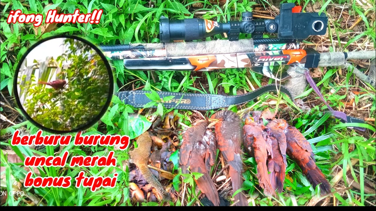 🔴UKLIK BERMAIN KACANG GR 12 POIN BURUNG UNCAL MERAH ‼️