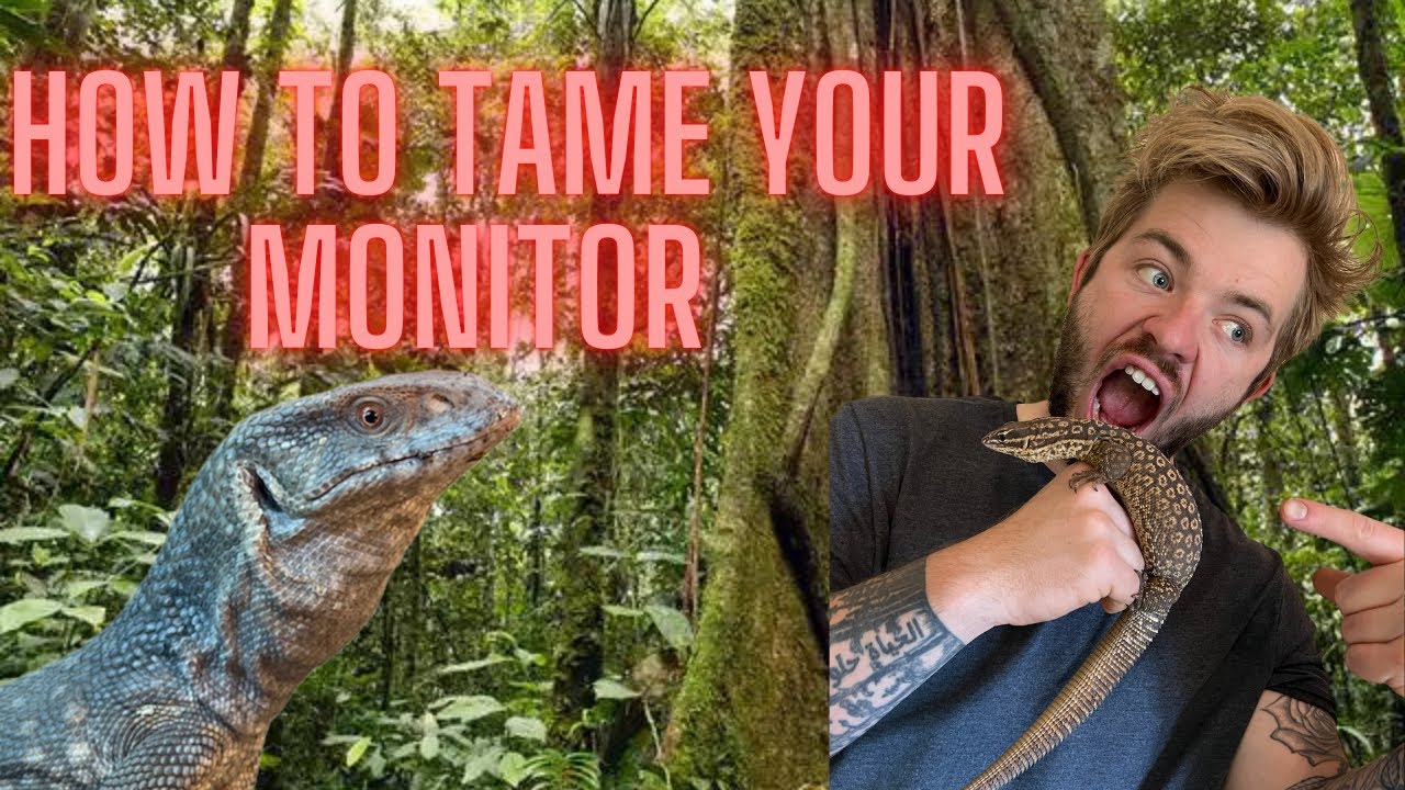How to tame ackie and Bosc monitor lizards! How to tame monitors!