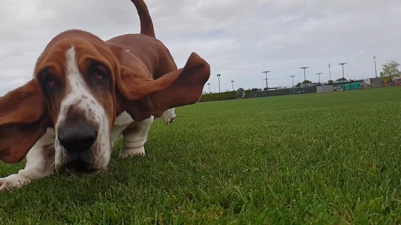 Basset Hound Running in slow motion