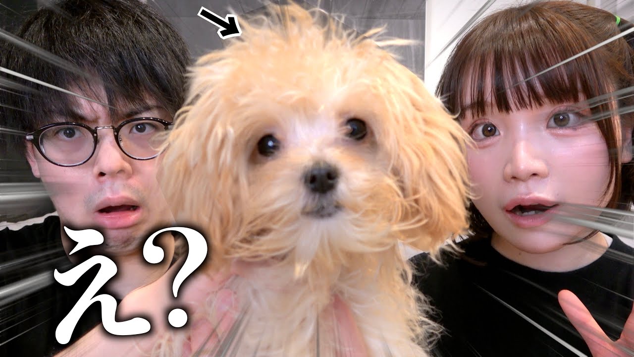 【シンプルご報告】家族が増えました！犬飼います！！