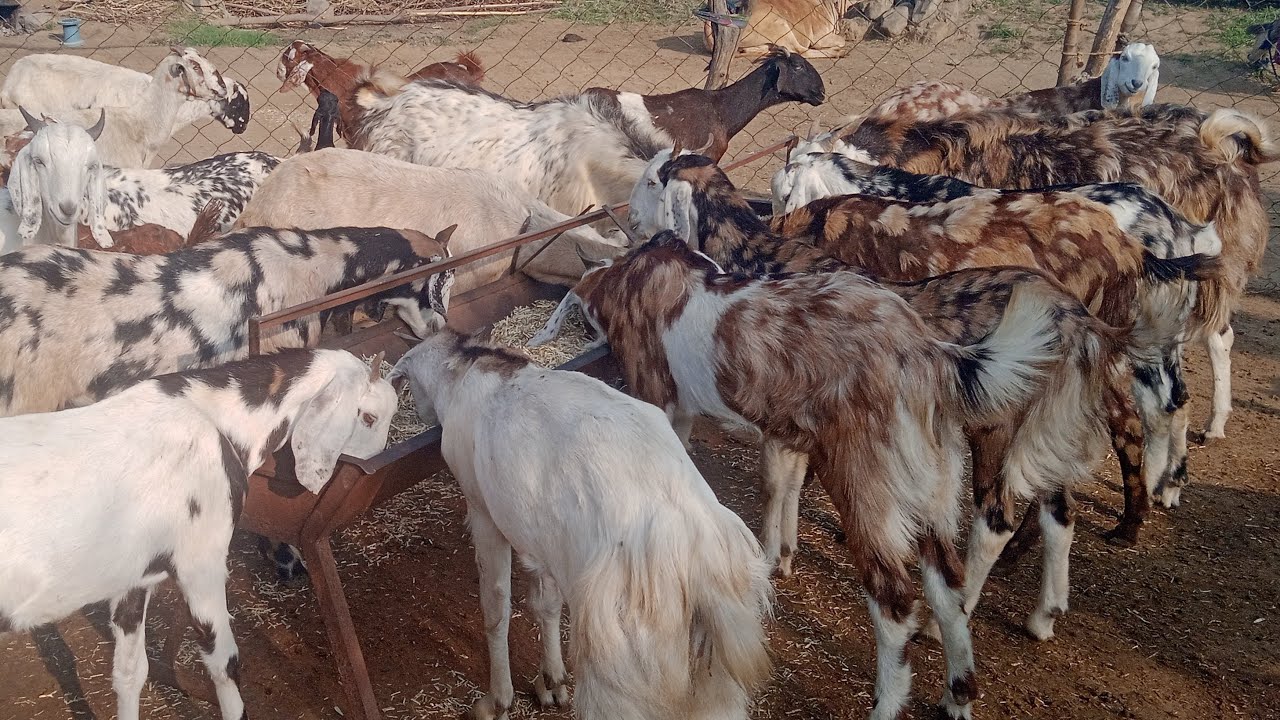 सिरोही नस्ल का बकरा 🐐 Eid 2026 Special | Price, Weight & Profit
