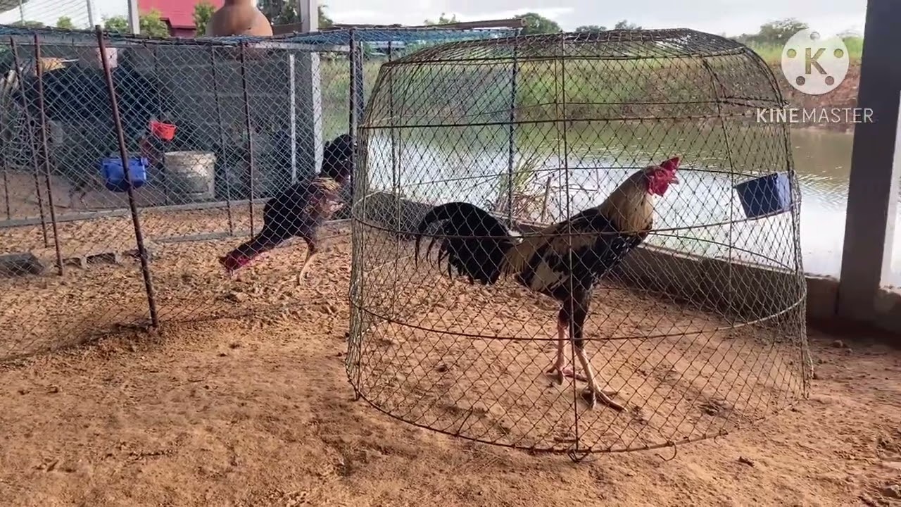 เสียงไก่ขัน ไก่ชนอารมณ์ดี chicken sounds 