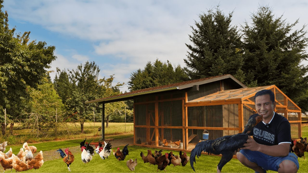 Разведение кур породы бентамка и естественная инкубация: советы экспертов по уходу