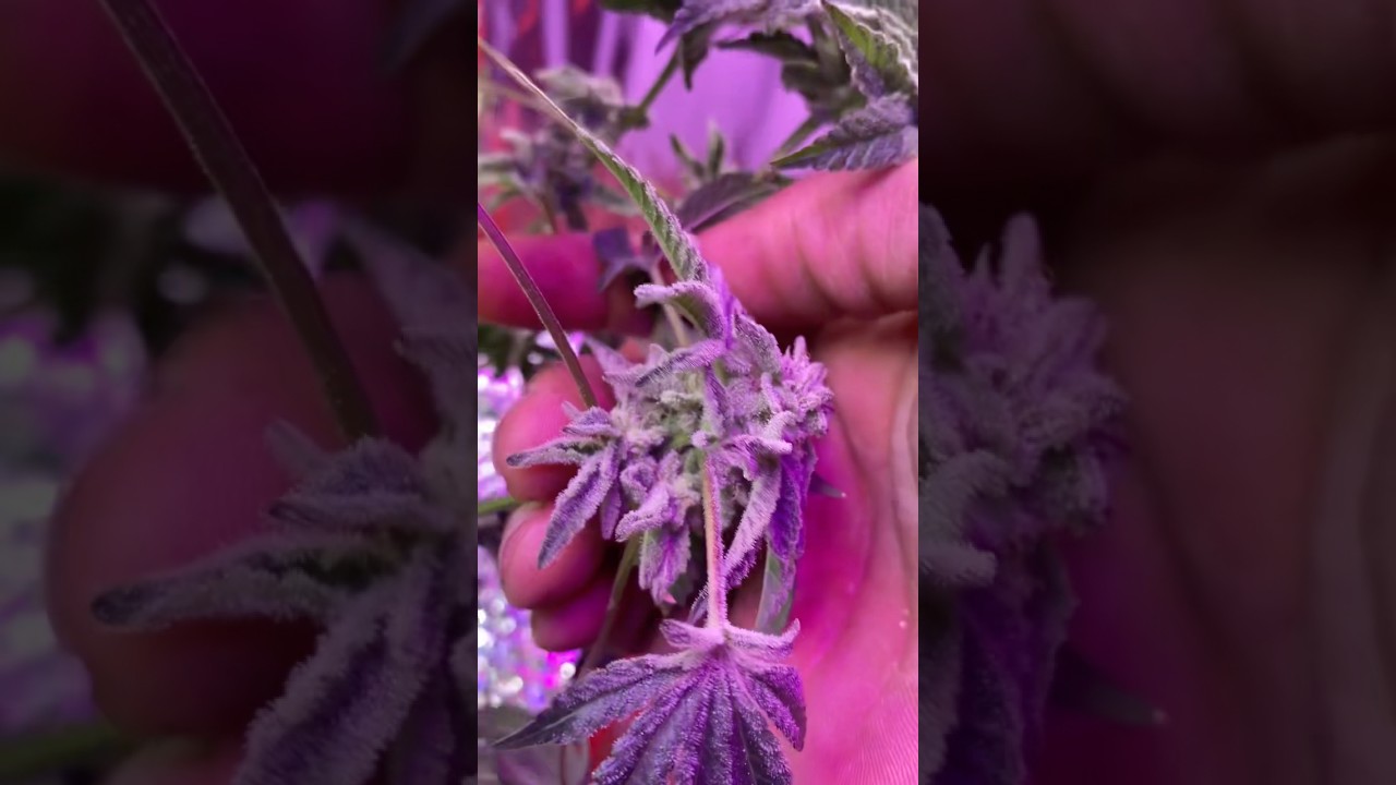 Seed to bud! Random seed from a shop it was the cheap seeeded weed 30$ a oz and let&rsquo;s see #hiphop