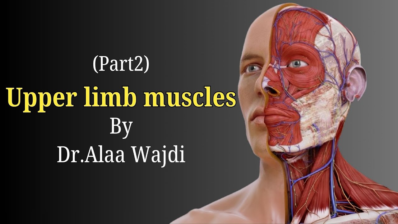 Lec5: Muscles of the upper limb (part2)