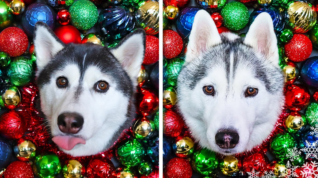 Christmas Photoshoot with Dogs 🎄  DIY Dog Crafts