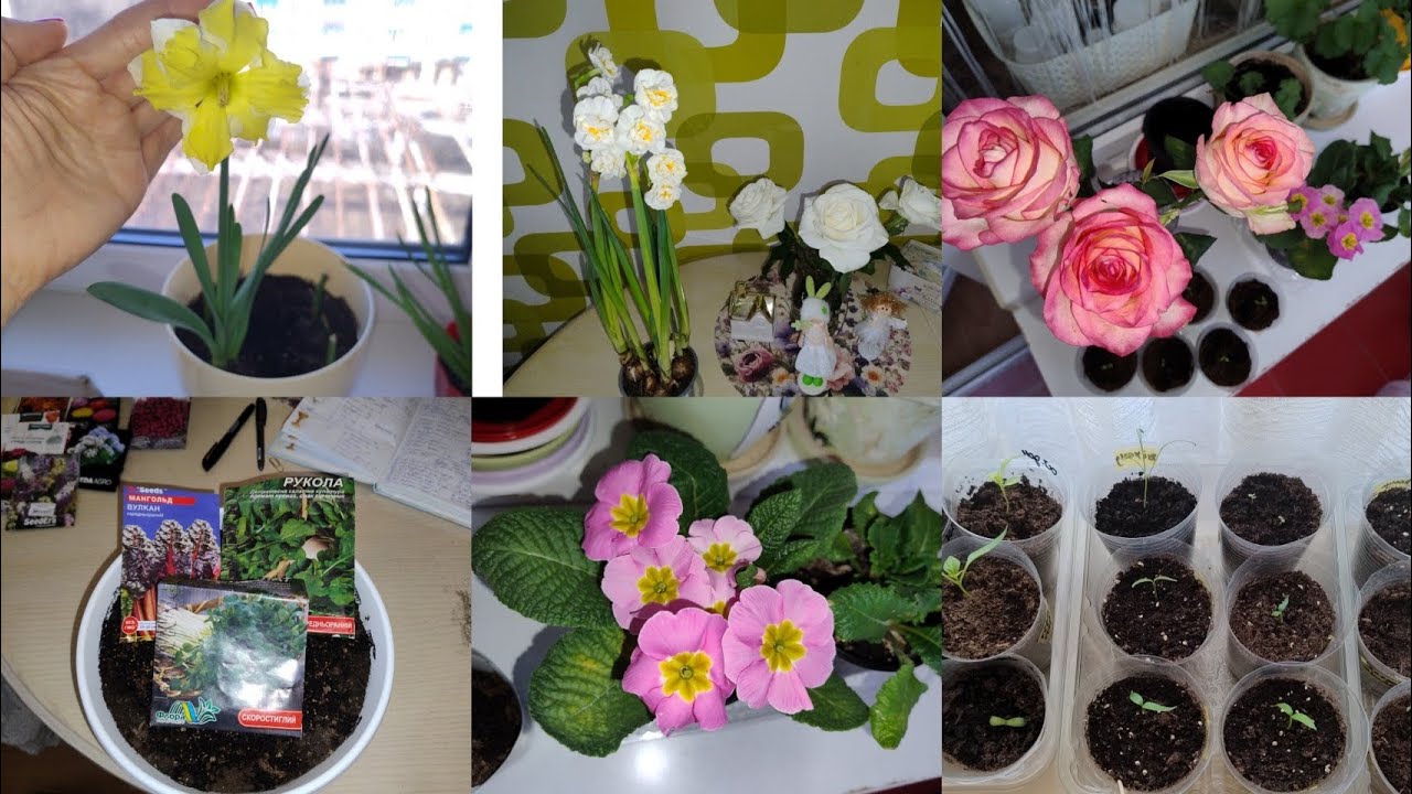 Проросли перчики і баклажани.Сію зелень.🤗☘️🌱