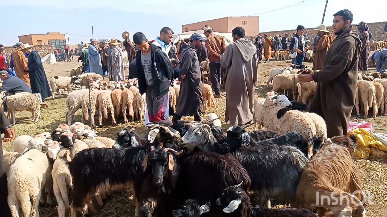 اثمنة الماعز والغنم الكسابية سوق حد المنابهة بتاريخ 19/09/2021