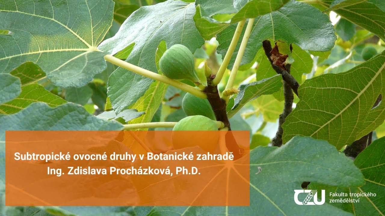 Subtropické ovocné druhy v Botanické zahradě