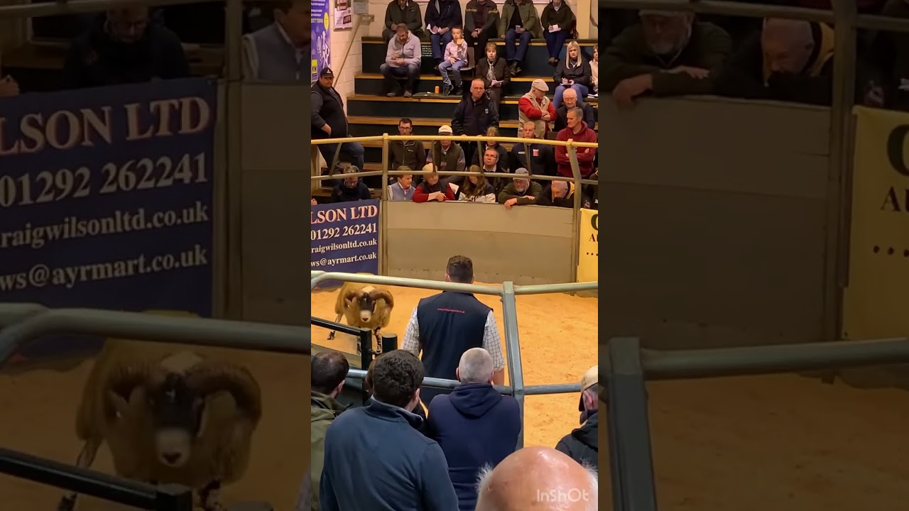 Blackface tup  sale (Ayr market)🐑