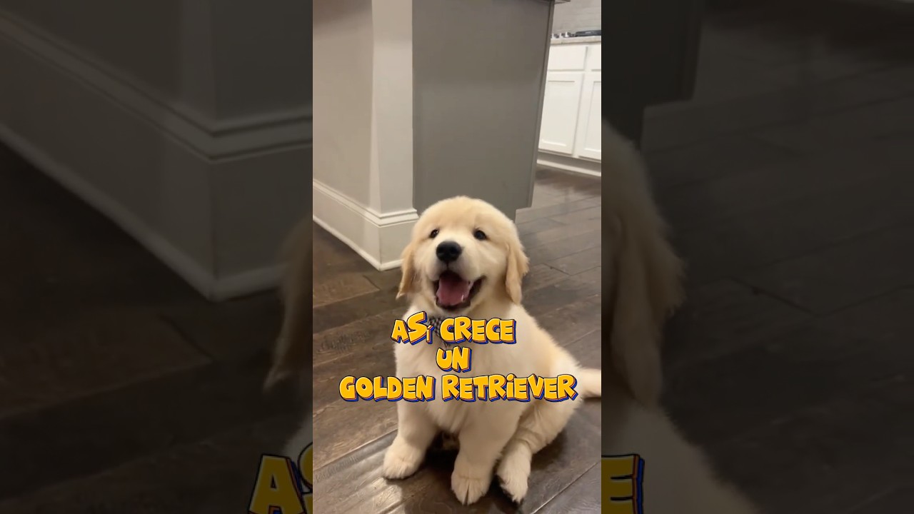 ¡Así crece un Golden Retriever!