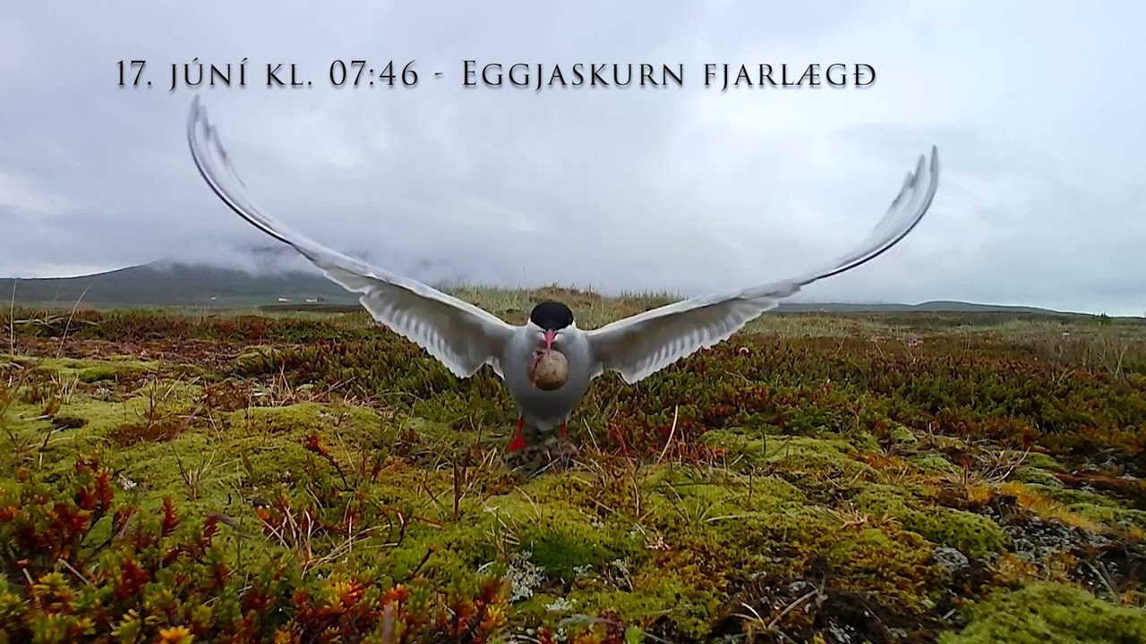 Kría - Arctic Tern
