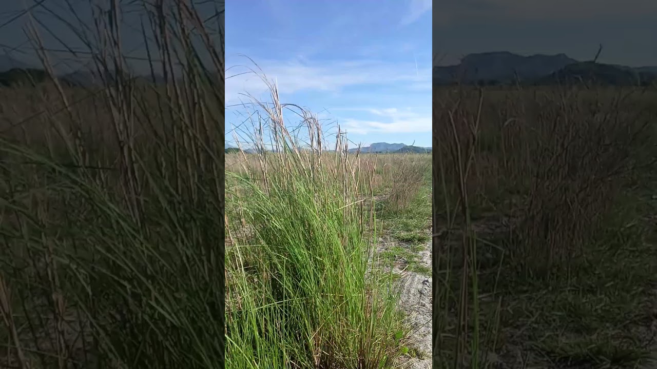 lahar
