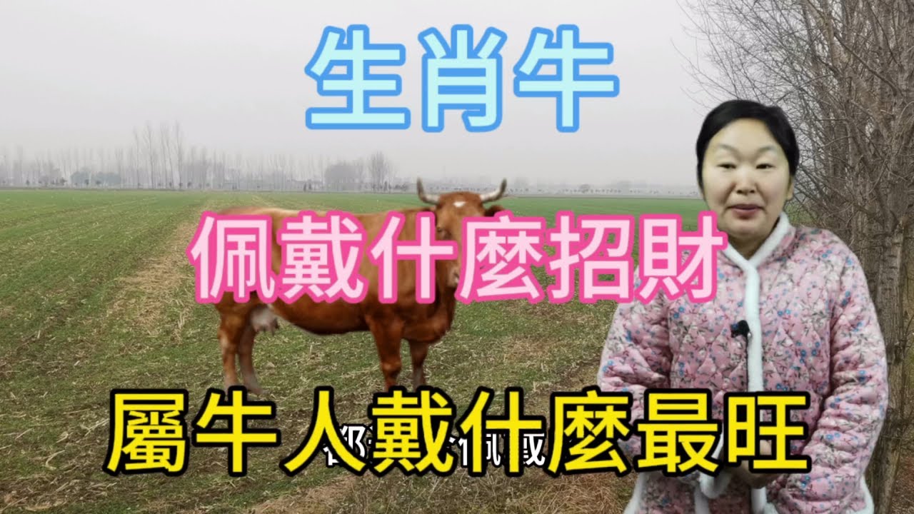 生肖牛！屬牛人佩戴什麼招財？屬牛人戴什麼最旺？屬相牛佩戴正確了！正財橫財滾滾來！#運勢 #招財 #風水