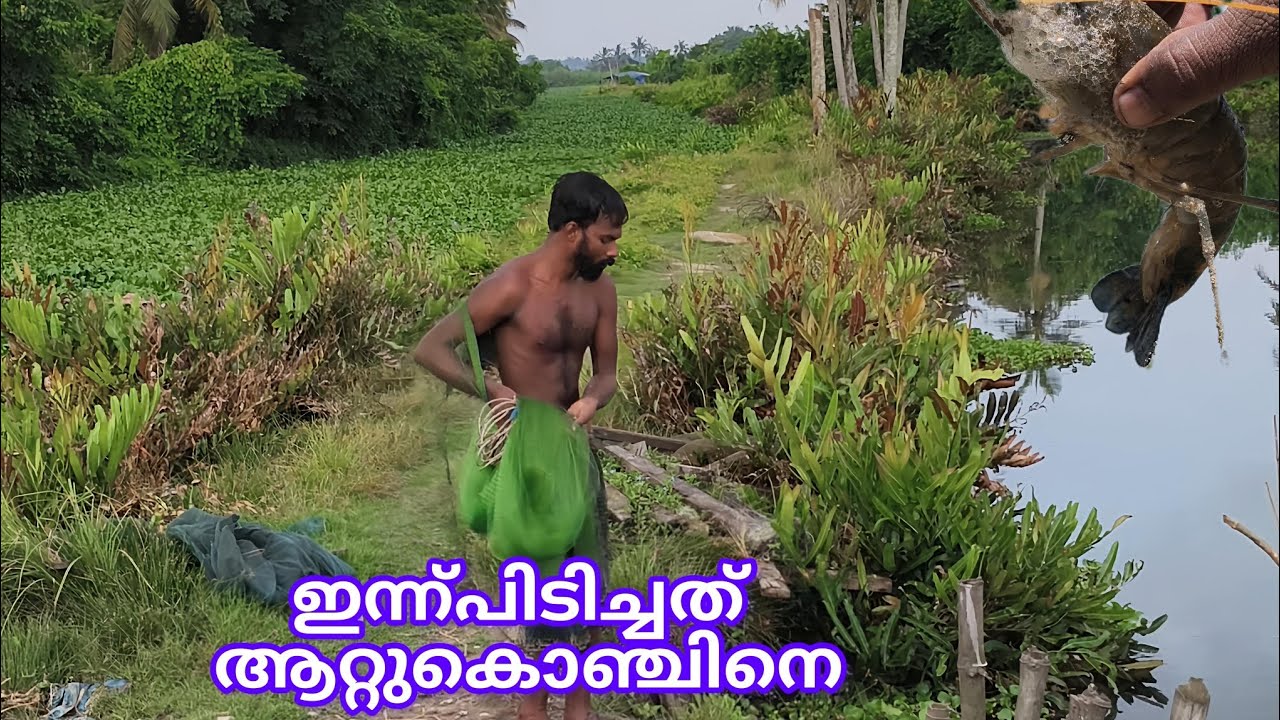 ആറ്റുകൊഞ്ച് പൂളാൻകതിരാൻ പരല് കരിമീൻ ചെമ്പല്ലി ഇതൊക്കെയാണ് ഇന്ന് വീശി പിടിച്ചത്