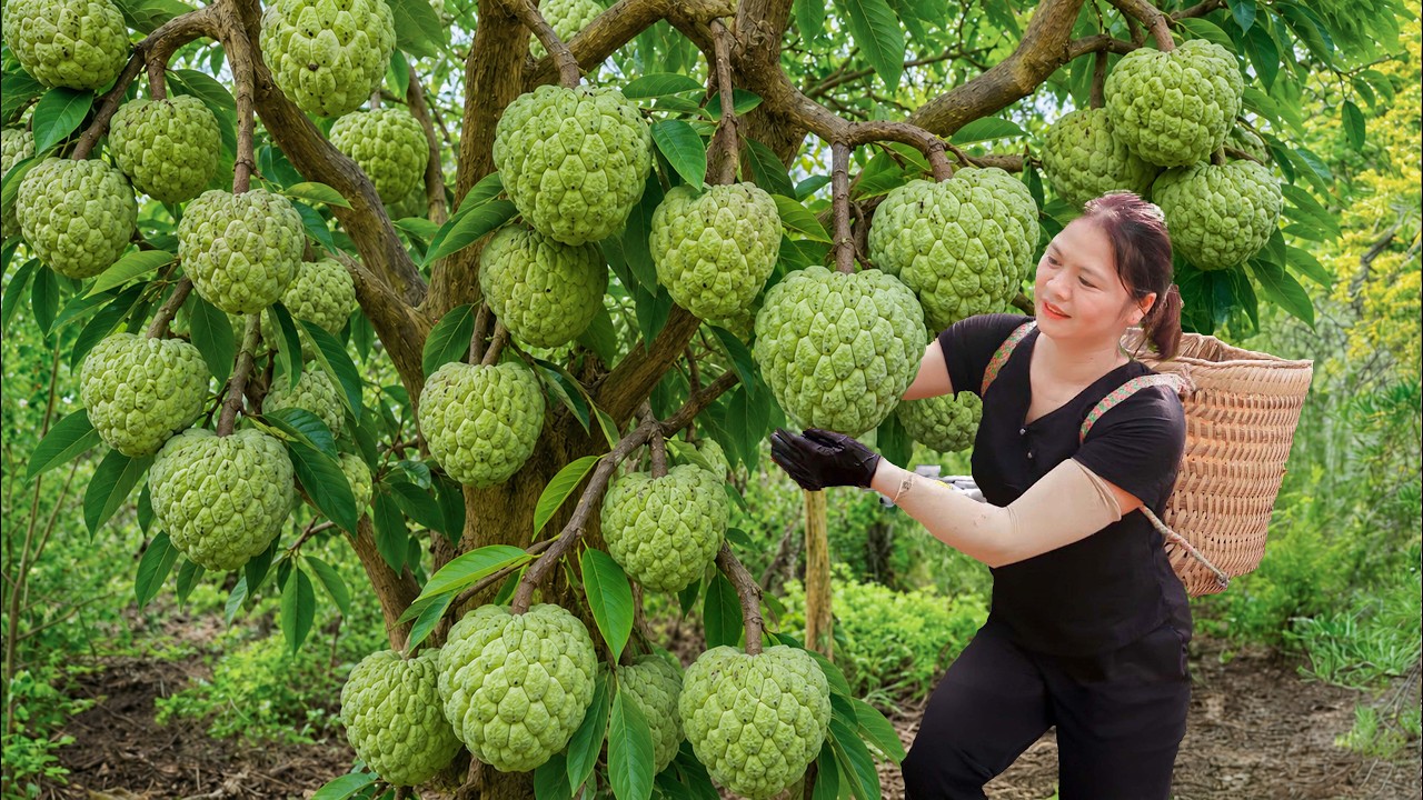 Harvesting Rare Mountain Custard Apples | Sweet Fruit Sold Out Fast at Village Market