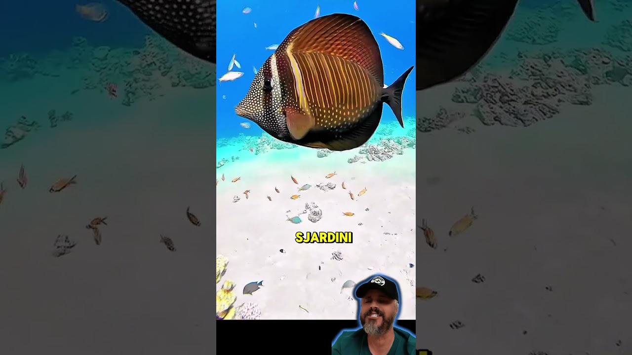 5 TANGS de mais fácil manutenção e indicado para iniciantes 