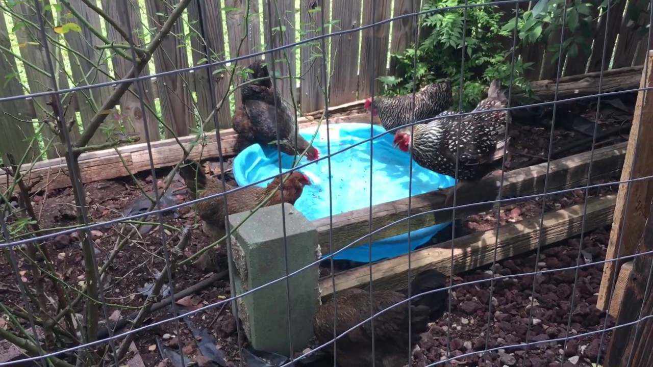 Pool Girls - Cheap and Easy Summer Fun for Backyard Chickens