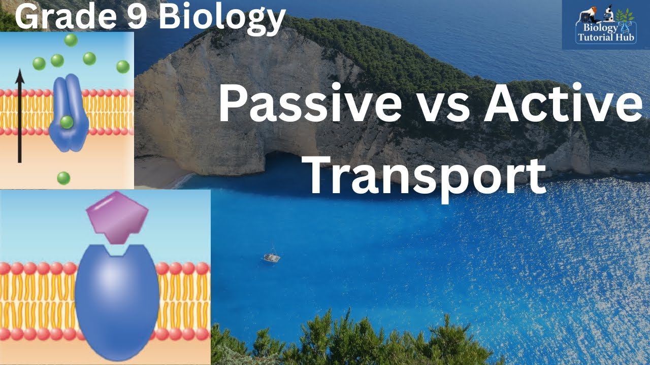 Cell Membrane Transport Passive & Active Transport (Grade 9 Biology)