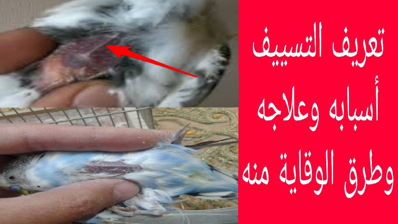 التسييف عند الطيور مع شرح مفصل(2021)