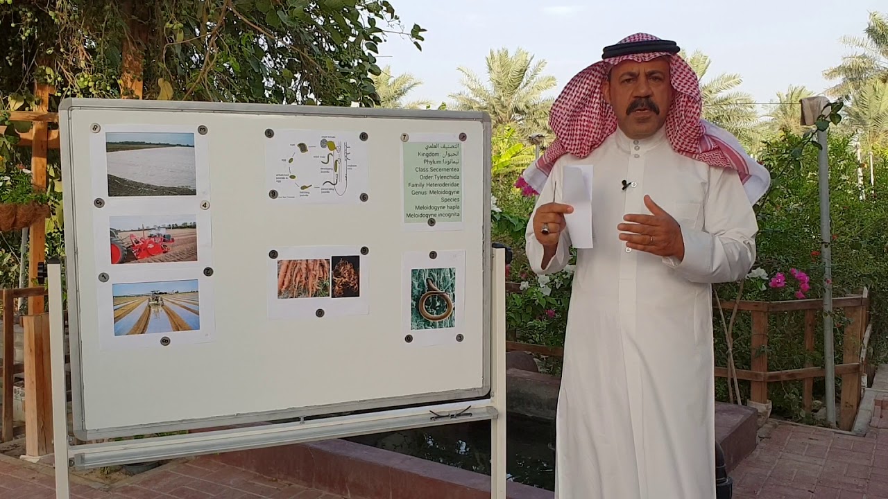 نيماتودا تعقد الجذور الاعراض وطرق الوقاية