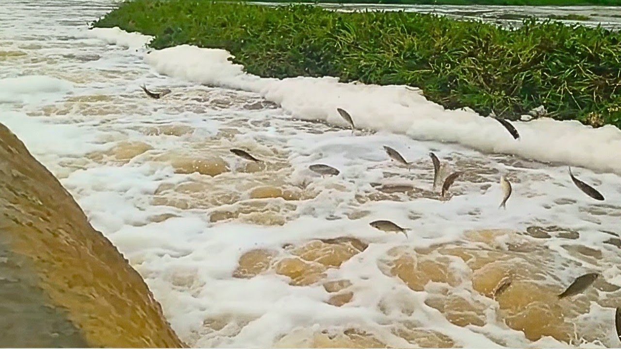 MAIOR CHEIA 2026: Peixes PULANDO ALTO no Rio Salgado! 🐟💥🌪️
