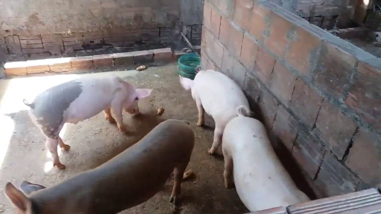 Como iniciar uma criação de porcos com pouco dinheiro