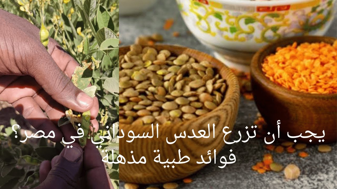 لعدس السوداني في مصر: دليل المزارع الشامل للزراعة والفوائد الطبية والأرباح!