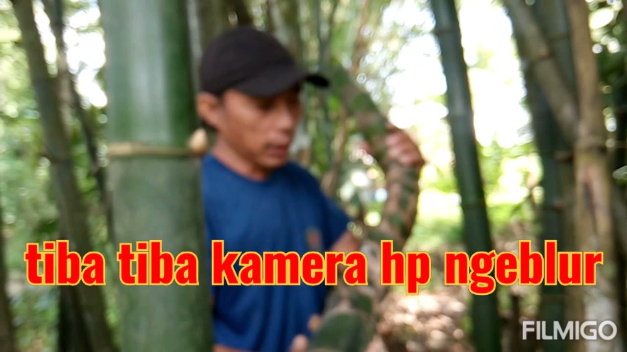 Bambu Unik Tunjang Langit 